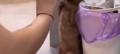 狗狗避孕的正确途径——绝育（鸡骨头不是避孕的好选择，了解绝育的重要性）