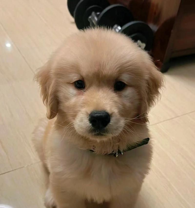 选择金毛犬的关键特点与注意事项（挑选纯种金毛犬的必备知识，如何辨别真正的纯种金毛）
