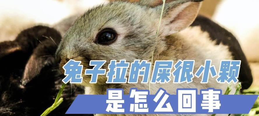 兔子为什么拉透明的屎？（探究兔子排便的奥秘及其对健康的影响）