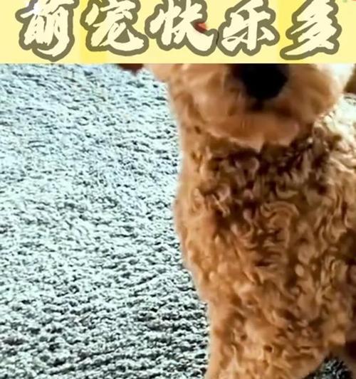 以泰迪狗食物为主题，探讨能让其毛色变红的饮食选择（以泰迪狗食物颜色对毛色影响的研究）