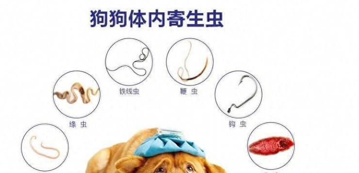 狗狗身上的常见虫子及防治方法（揭秘狗狗身上的虫子种类及防治措施）