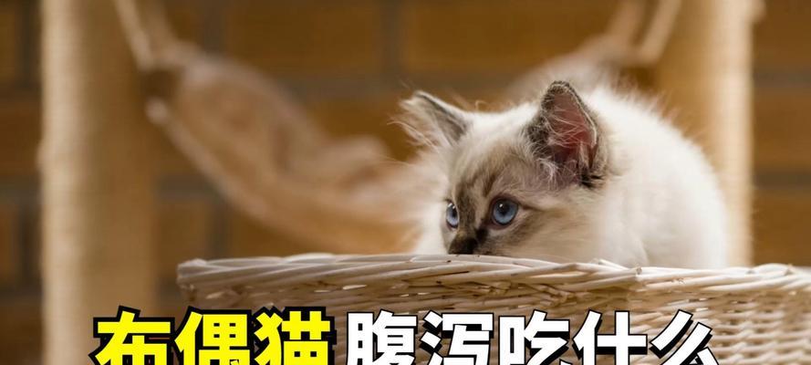 解决猫咪拉稀呕吐的饮食方法（为你的猫咪提供适当的饮食以缓解消化问题）