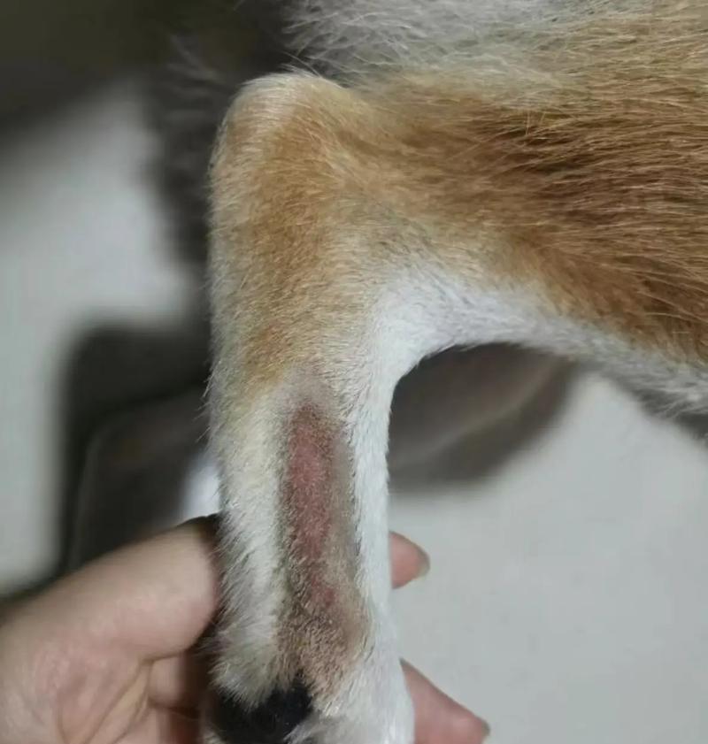 狗皮肤发红的原因及处理方法（了解狗皮肤发红的原因，保护宠物健康）