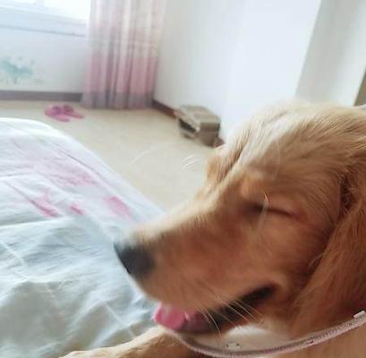 3个月小狗需要打哪些疫苗？（保护小狗健康，关键在于适时接种疫苗！）