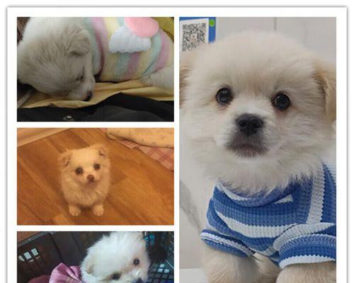 选择什么小型宠物犬最适合你的生活方式？（了解不同小型宠物犬的性格和需求，让你做出明智的选择）