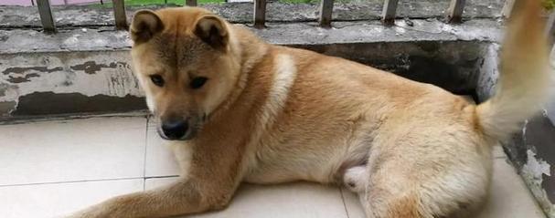 土狗为什么会离家好几天？（探索土狗离家行为的原因及其应对方法）