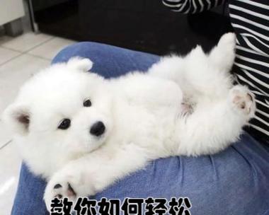 探索两个月大的狗狗心理世界（洞察幼犬思维与情感的奥秘）