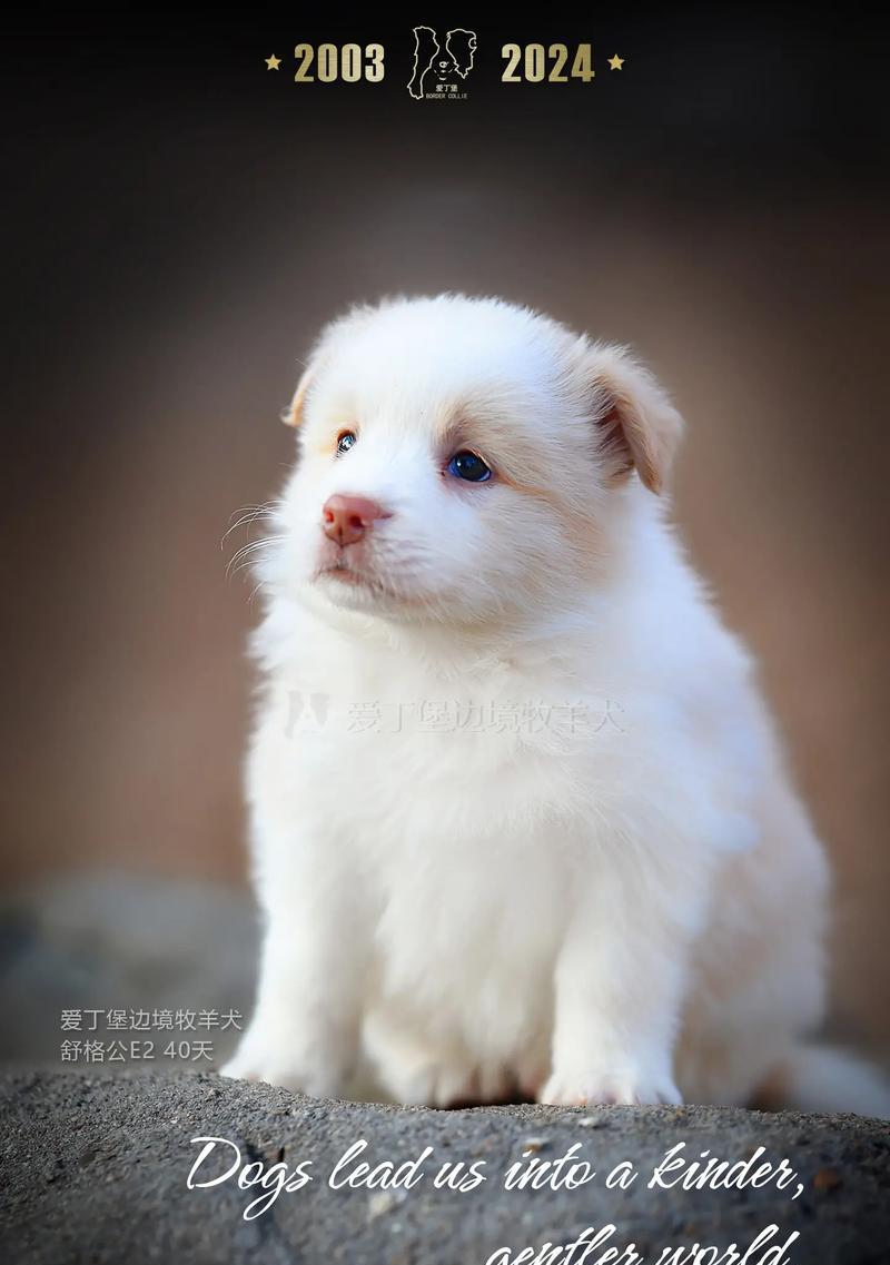 牧羊犬的饮食需求及健康饮食指南（牧羊犬的饮食需求及合理搭配，让你的宠物保持健康）
