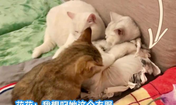 猫为何舔主人嘴？（探索猫咪舔主人嘴的原因及可能意义）