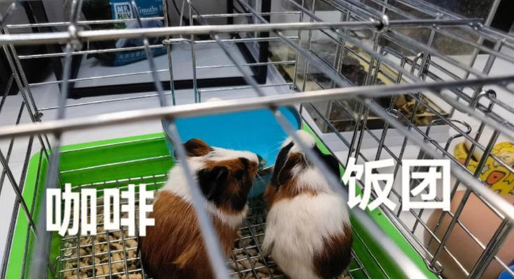 荷兰猪饮食禁忌（了解荷兰猪的饮食禁忌，保护宠物的健康）