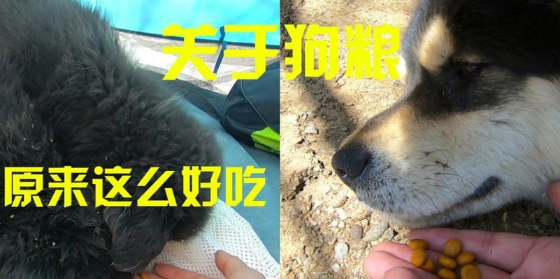 了解小藏獒的饮食需求（探索小藏獒饲养的营养差异与特殊需求）