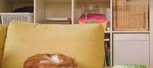 小猫放臭屁的原因与解决方法（探究小猫放臭屁的原因以及如何有效解决这一问题）