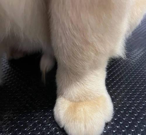 幼犬脚掌的颜色揭示身体健康状况（幼犬脚掌颜色与健康密切相关，了解它的重要性）