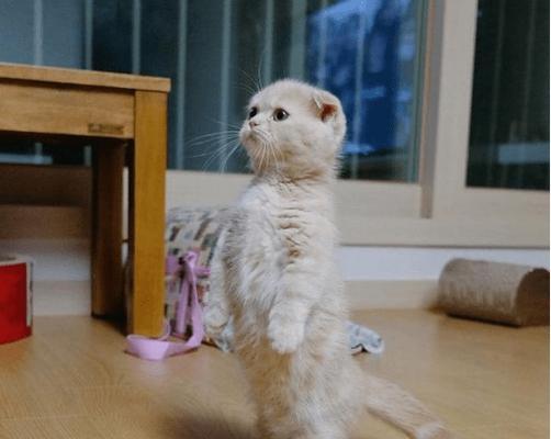 揭秘猫腿颤抖之谜（为什么猫腿会不受控制地颤抖？猫咪的身体发生了什么变化？）