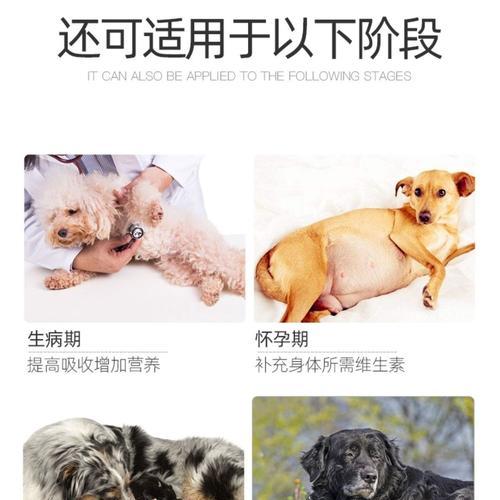 如何正确喂养小奶狗奶粉（健康成长关键，喂养小奶狗的绝佳方法）