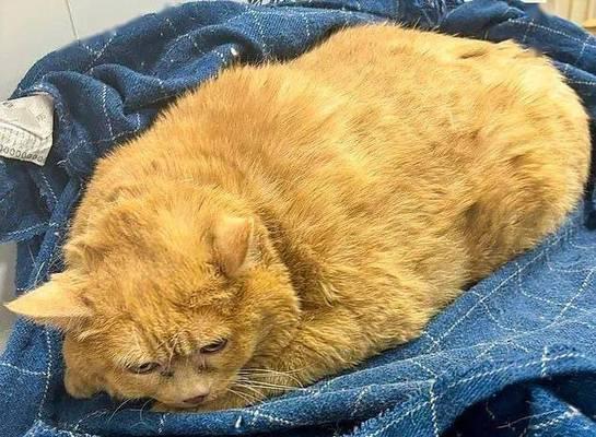 猫病毒席卷，何时是个头？（探索猫病毒的致命威胁与预防措施）