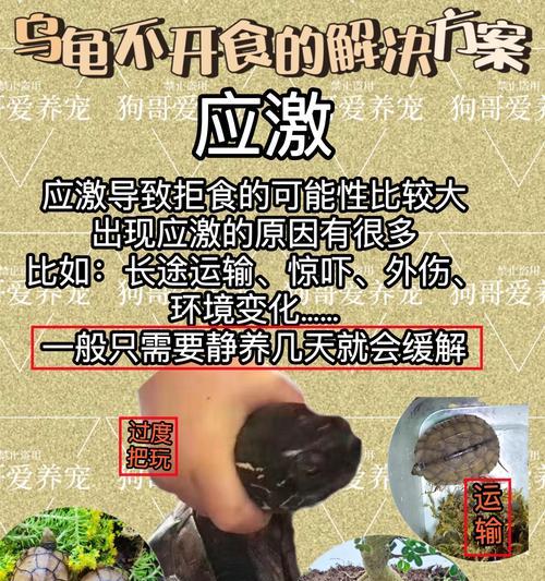 幼儿乌龟的饮食指南（了解幼儿乌龟的饮食需求，让它健康成长）
