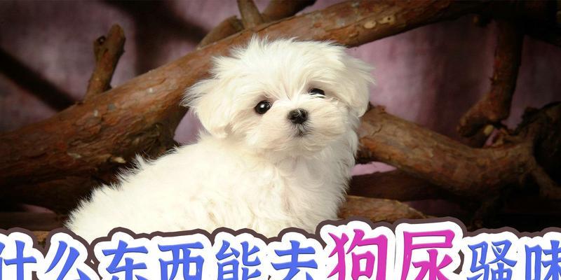 探究狗尿味重的原因（深入分析狗尿味重的成因及解决方法）