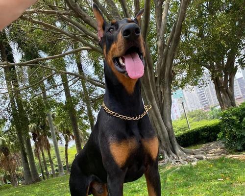 选择最佳护卫犬的关键因素（从性格特点到训练要求，了解如何选择适合的护卫犬）