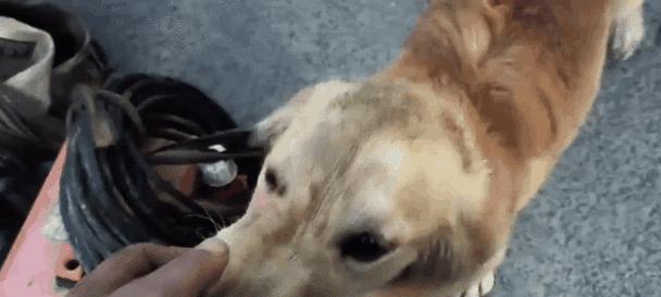 如何缓解金毛犬晕车困扰（金毛犬晕车的原因及有效的解决方法）