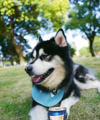 国际明星的爱犬之道（揭秘外国明星钟爱的犬种与养狗心得）