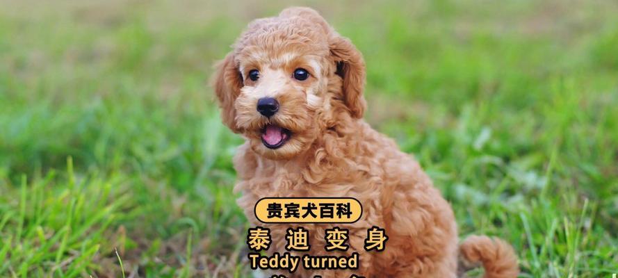 给泰迪狗狗提供健康饮食的指南（为你的泰迪狗狗提供均衡营养，让其健康成长）
