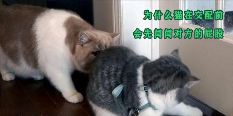 猫为何喜欢闻？（探索猫咪嗅觉的奥秘）