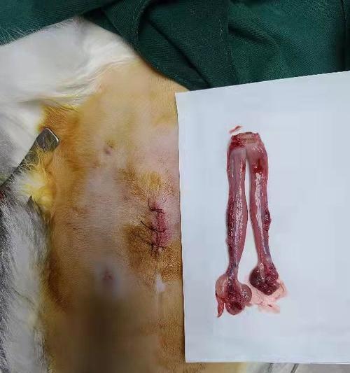 母猫子宫的位置及其重要性（探秘母猫子宫，孕育生命的摇篮）