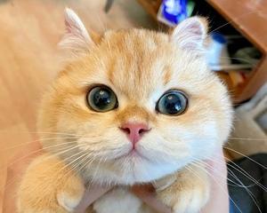 猫崽的购买时间和途径（了解猫崽的生长周期，选择合适的购买时机）