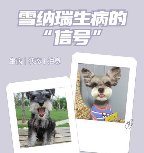 雪纳瑞为什么尿多？（探究雪纳瑞尿多的原因和解决办法）