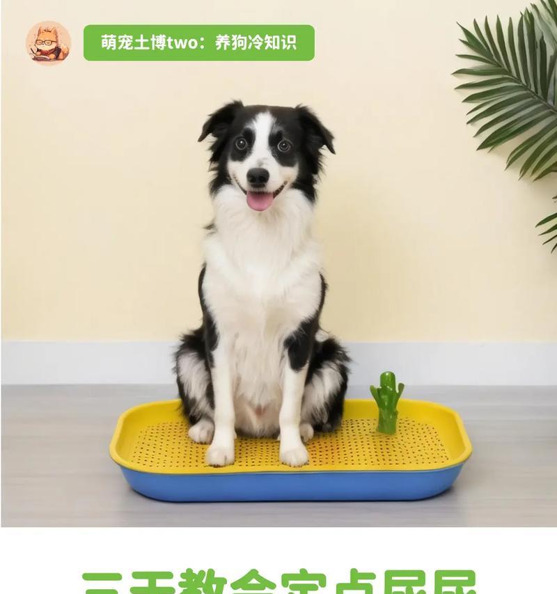 狗为何到处尿？（揭秘狗狗尿尿行为的原因和解决方法）