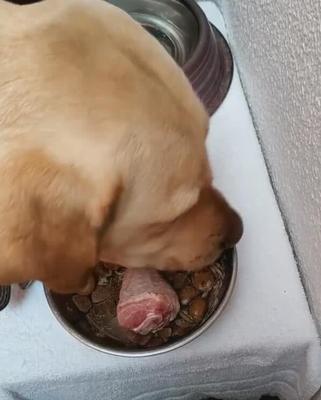 金毛幼犬何时开始吃干狗粮？（了解金毛幼犬适宜吃干狗粮的时间和注意事项）