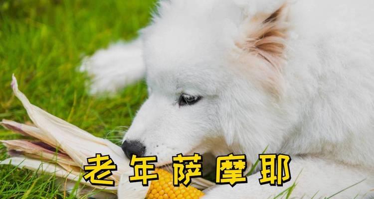 探究以萨摩能吃些什么（以萨摩犬的饮食习惯与喜爱的食物）