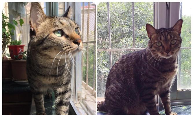小猫为什么每天玩不停（探究小猫玩耍的原因及好处）