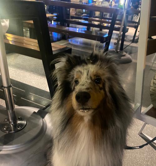 以牧羊犬喂什么食物好？（给牧羊犬提供适当的饮食是关键）