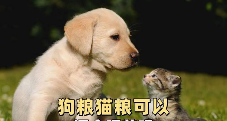 狗粮混着什么喂好？（为宠物犬提供均衡饮食的关键）