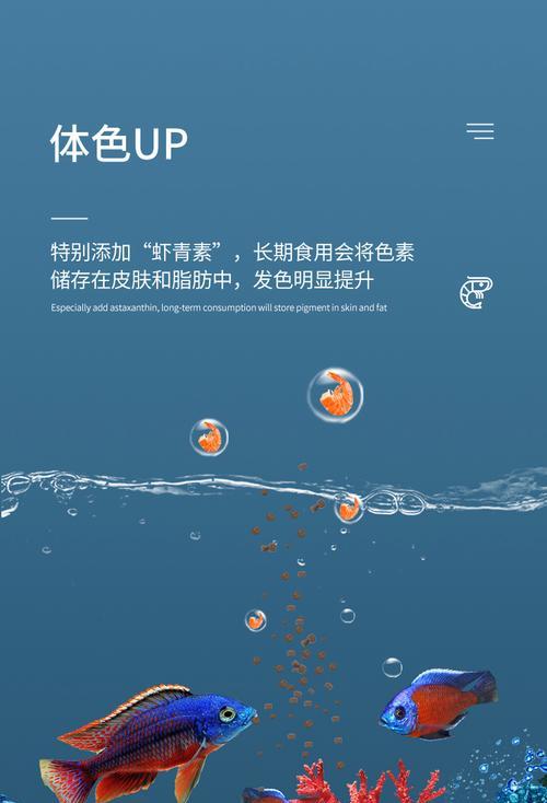 探讨斗鱼喂什么饲料增色的奥秘（挖掘斗鱼增色的关键饲料及使用技巧）