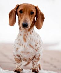 腊肠犬的丰富多彩色彩（追寻腊肠犬各种颜色的魅力）