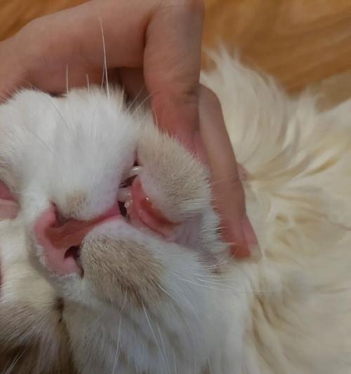 探索猫的嘴的形状之谜（猫的嘴形状）