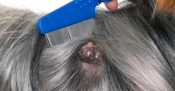 揭开狗的癌症症状之谜（一起来了解狗的癌症症状及关键提示）