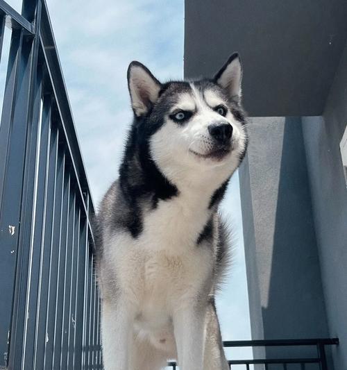 巨型犬品种的特点与魅力（探索巨型狗独特的外貌、性格与需求）