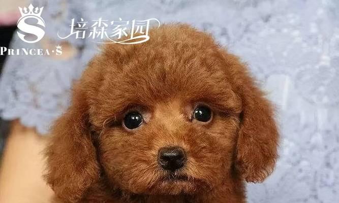 小狗狗没有奶吃怎么办？（为了健康成长，给泰迪宝宝提供适当的食物非常重要！）