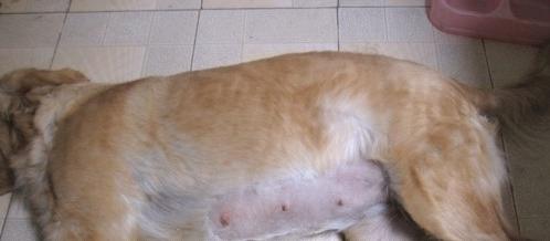 母犬妊娠期的表现及注意事项（详解母犬妊娠期的变化和护理要点）