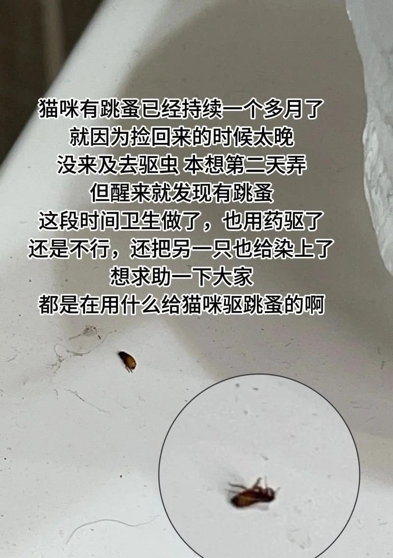 小猫的驱虫时机与方法选择（保护小猫健康，正确驱虫才是关键）