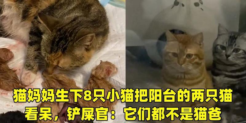 以猫下崽注意什么？（猫咪孕育宝宝的关键要点）