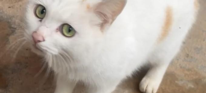 猫对小鸡的威胁与防范（保护小鸡免受猫的伤害）