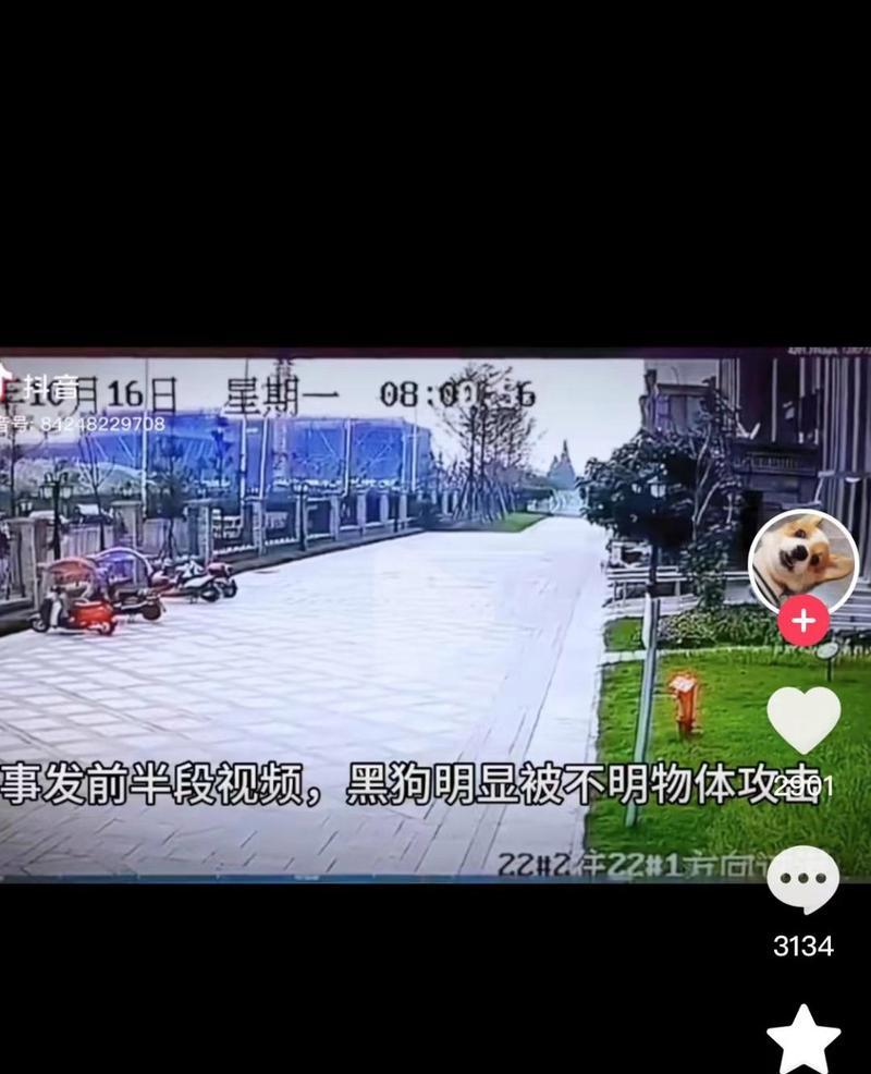 如何预防和处理狗咬人事件（有效的方法和技巧，让你安心与狗相处）