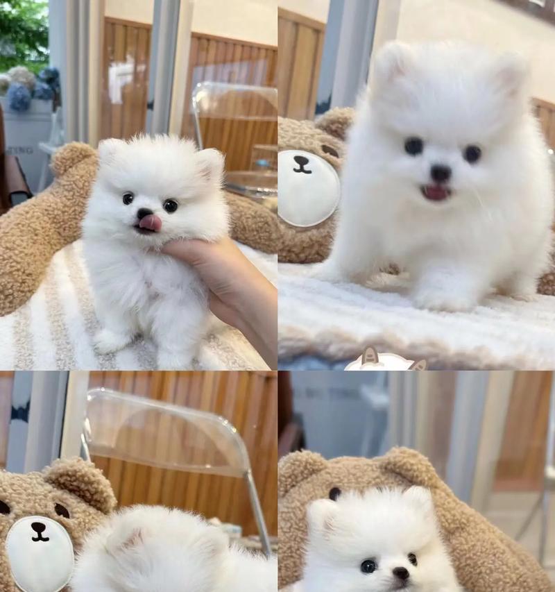 狗狗疫苗保健指南（了解狗狗疫苗的重要性及种类）