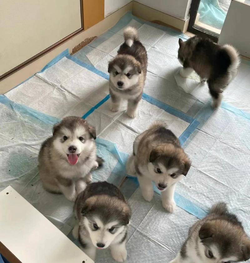 如何为雪瑞纳幼犬提供健康的饮食（满足雪瑞纳幼犬的营养需求与健康成长）