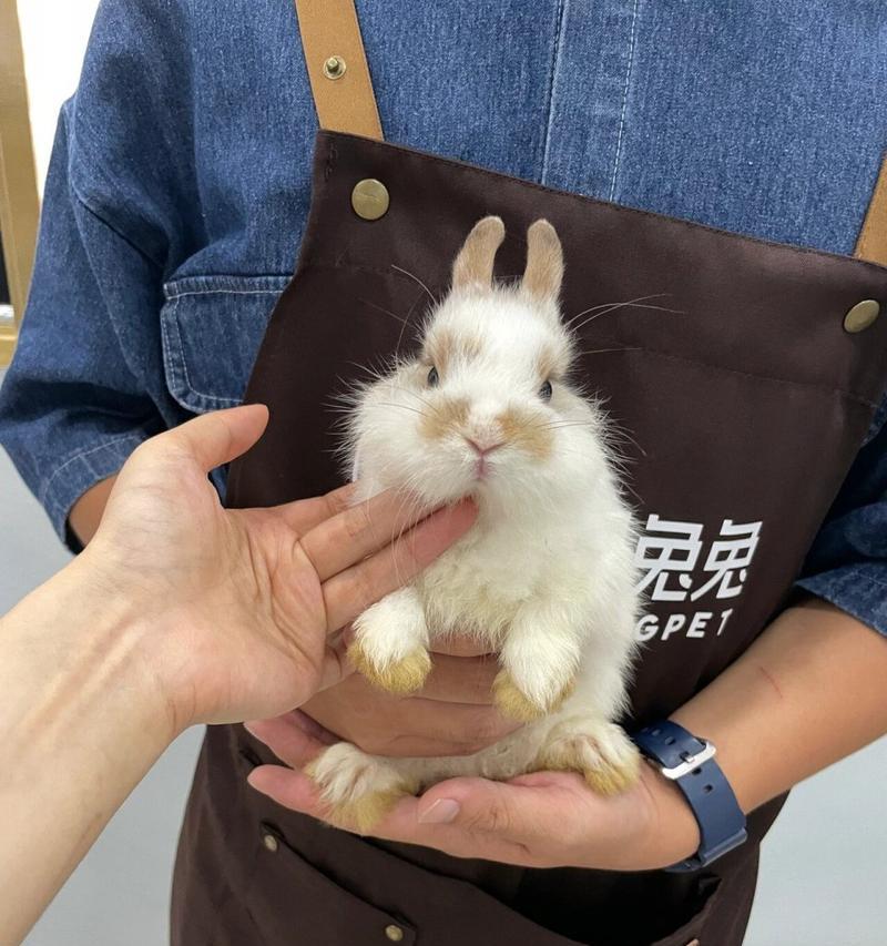 草兔子的饮食习惯与选择（没有草，兔子能吃什么？）